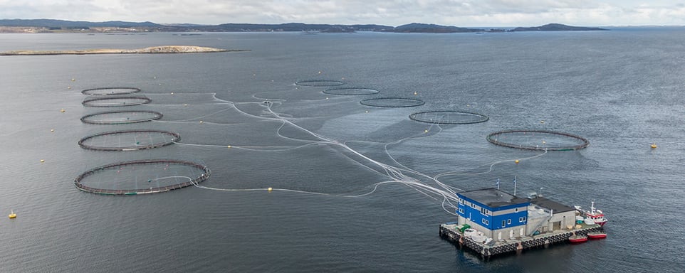 fiskemærer i sjøen